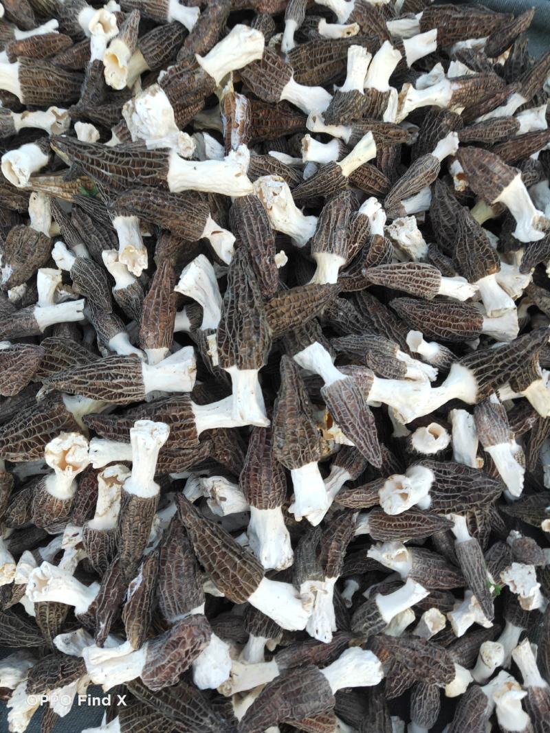 特级农家野生驯化羊肚菌干货高海拔高原羊肚菌干食用菌