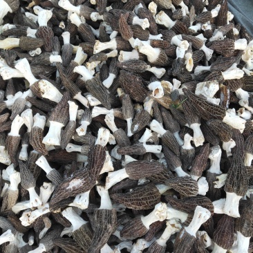 特级农家野生驯化羊肚菌干货高海拔高原羊肚菌干食用菌