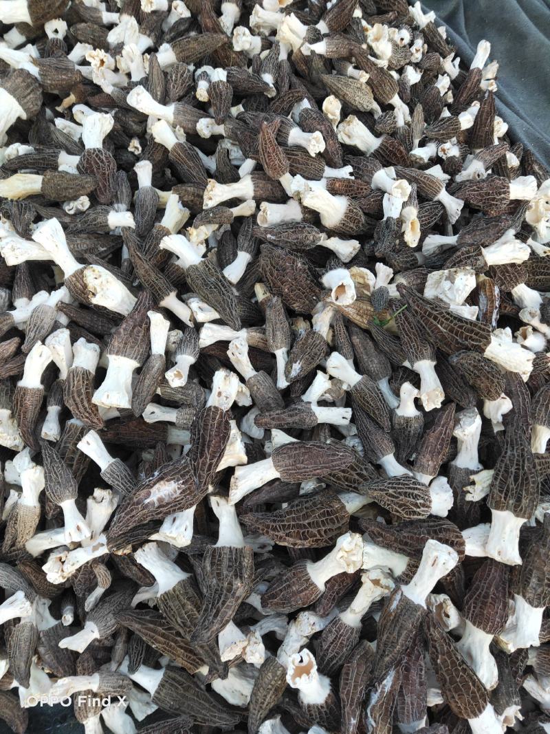 特级农家野生驯化羊肚菌干货高海拔高原羊肚菌干食用菌