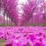 杜鹃万紫千红盆景18888.99一盆