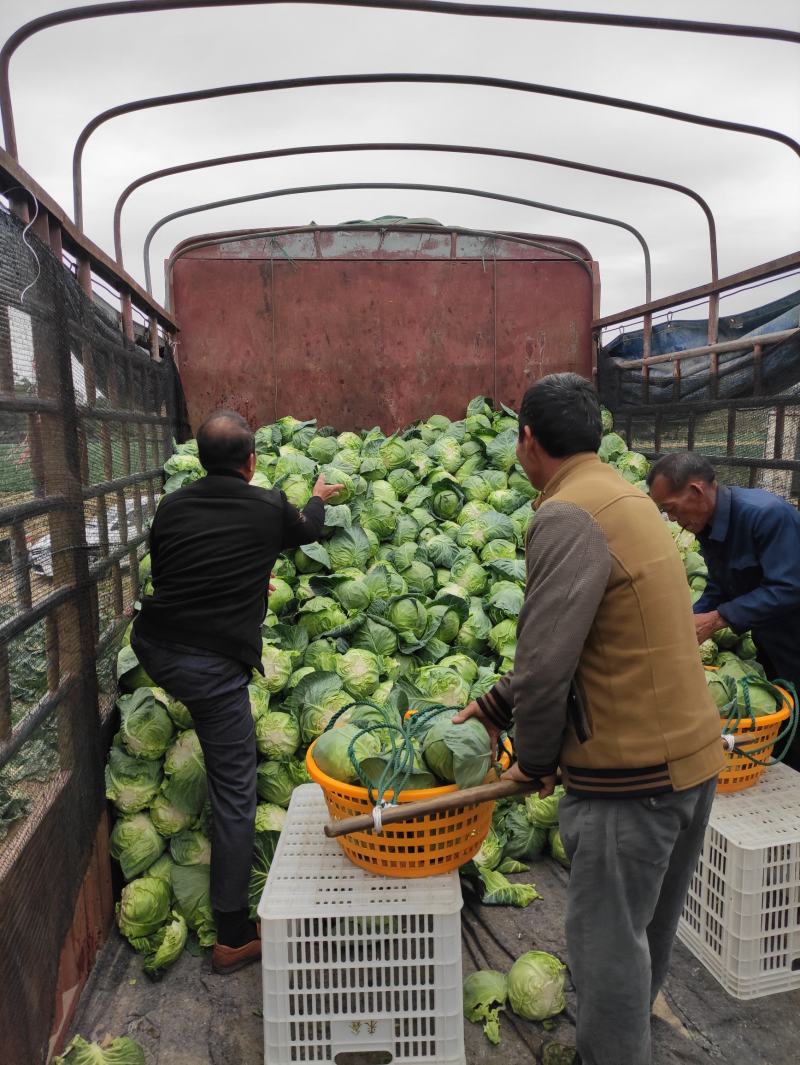 福建漳州货货美价优包菜甘蓝大量上市中价格便宜