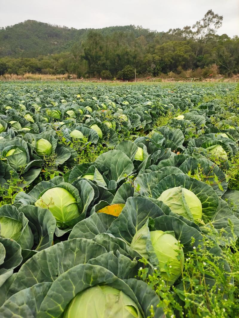 福建漳州货货美价优包菜甘蓝大量上市中价格便宜