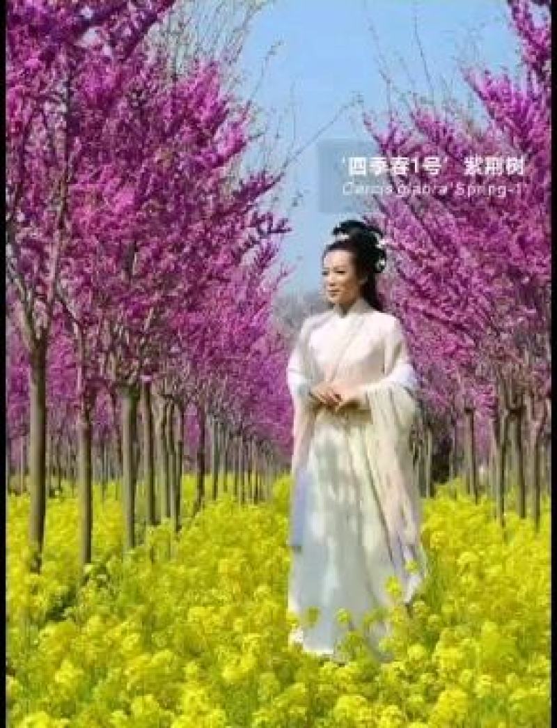 八宝景天红景天0.58一个营养袋苗