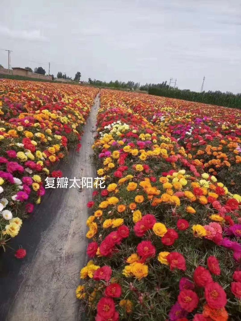 八宝景天红景天0.58一个营养袋苗