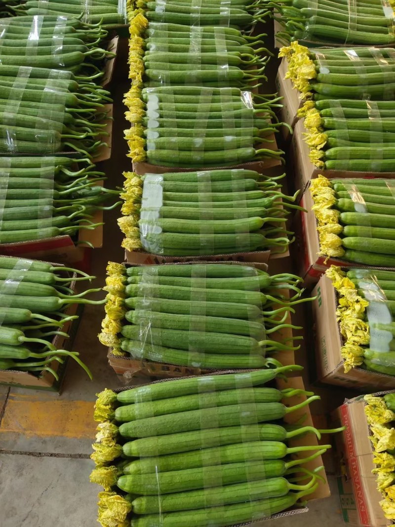 【鲜花丝瓜】江苏丝瓜大量供应品质保证可视频看货