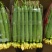 【鲜花丝瓜】江苏丝瓜大量供应品质保证可视频看货