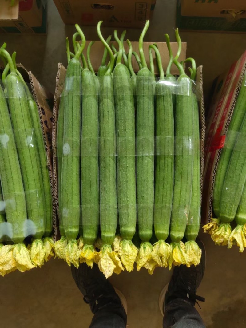 【鲜花丝瓜】江苏丝瓜大量供应品质保证可视频看货