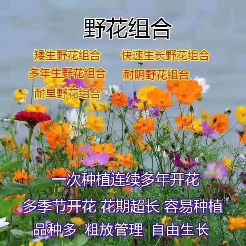 细茎针芒草花0.58一个营养袋苗苗圃大量供应绿化苗