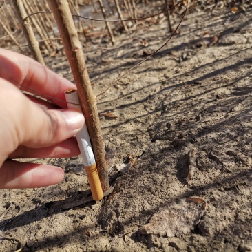 一二年生白榆，精品量大！