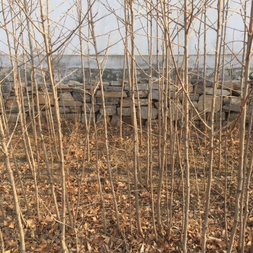 绿化树苗果树树苗占地树苗
