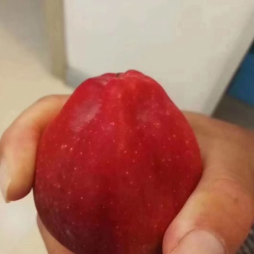大量供应绿化树苗占地树苗