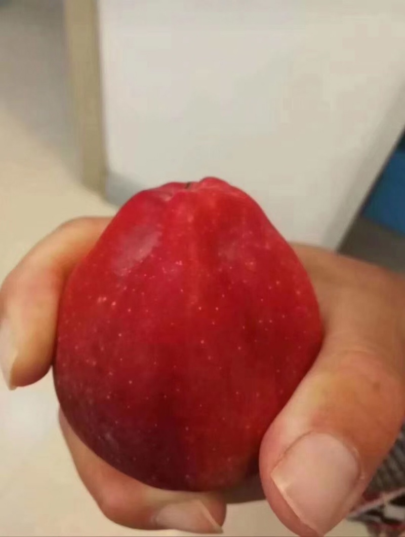 大量供应绿化树苗占地树苗