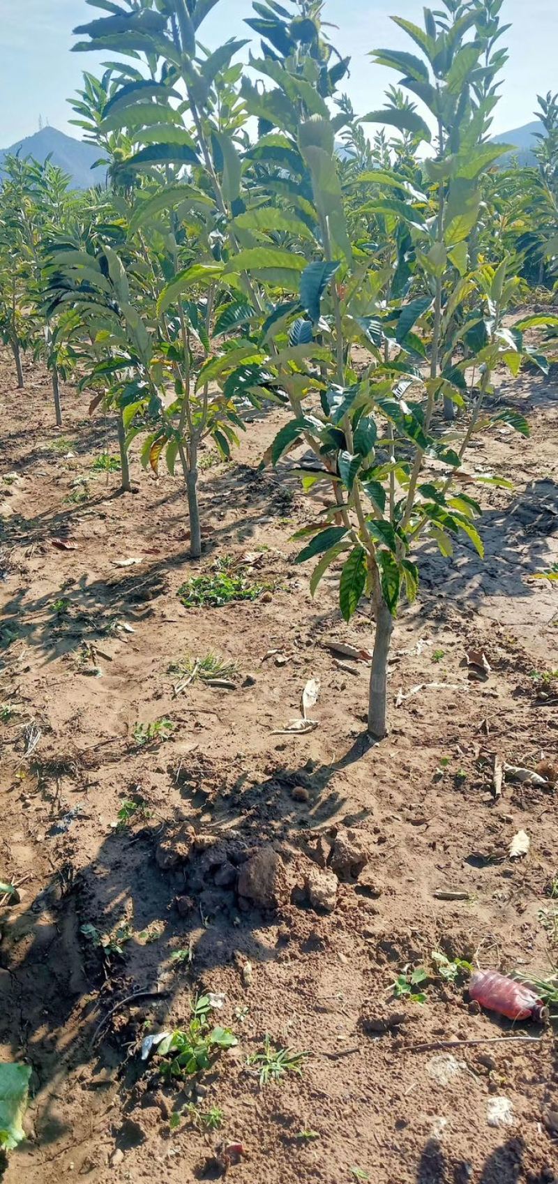 大量供应绿化树苗占地树苗