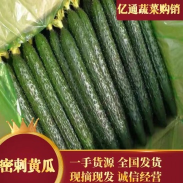 【产地直发】兰陵县黄瓜，优质精品亮条小拱棚黄瓜，顶花带刺