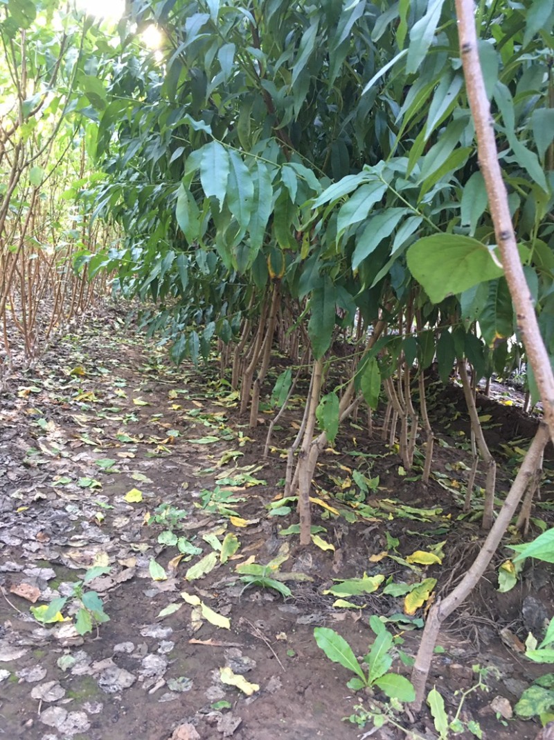 大量供应毛桃成品桃树苗