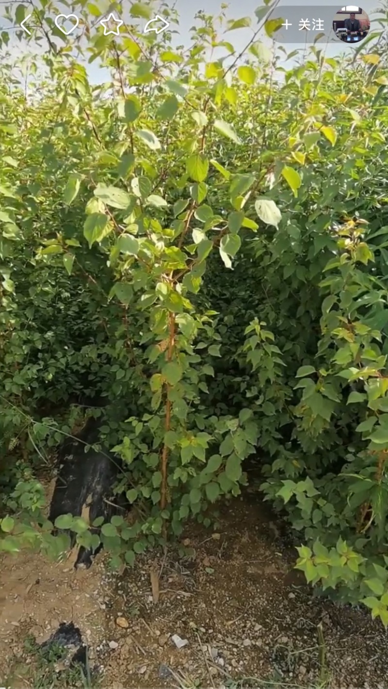 大量供应毛桃成品桃树苗