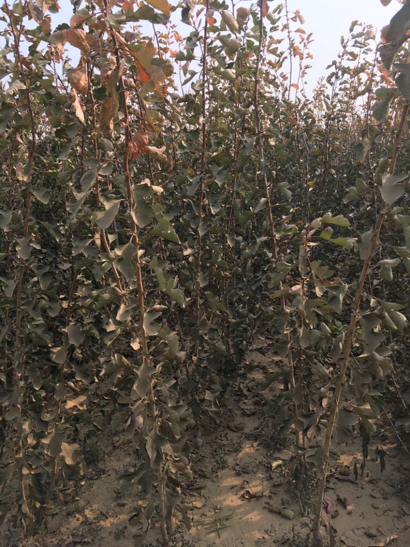 大量供应毛桃成品桃树苗