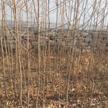 毛桃树苗毛桃树苗量大