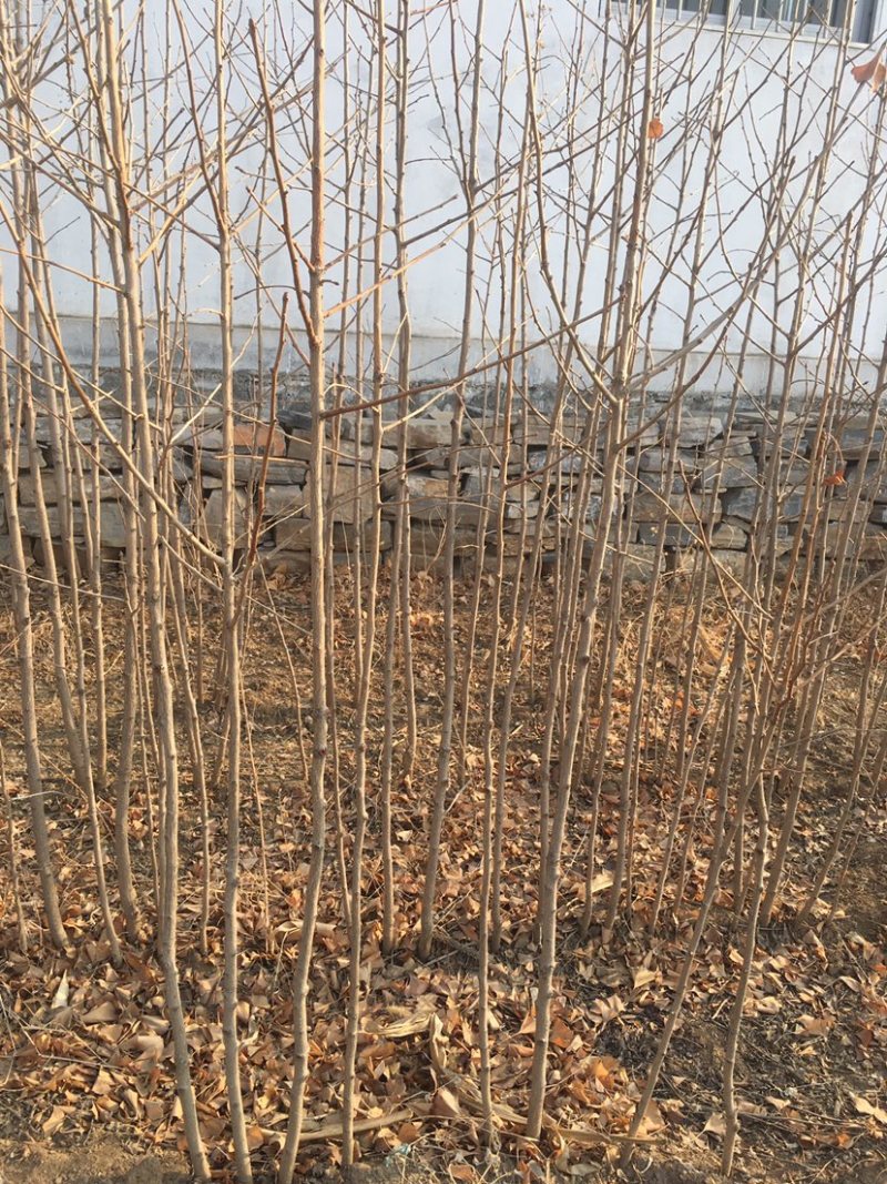 毛桃树苗毛桃树苗量大