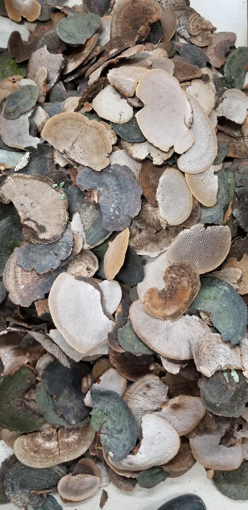 野生蜂窝灵芝包海南龙眼树蜂窝灵蜂窝质量保证包邮