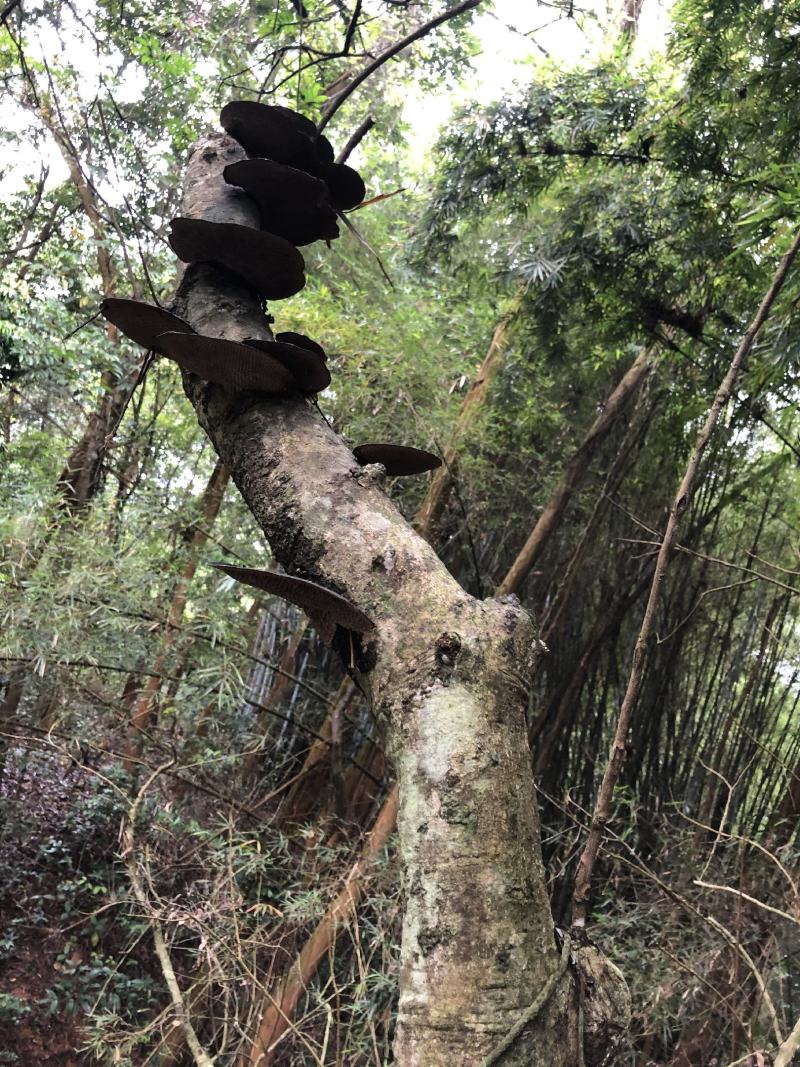 野生蜂窝灵芝包海南龙眼树蜂窝灵蜂窝质量保证包邮