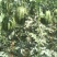 【推荐】山东潍坊2K红玉西瓜，小西瓜基地直销精选品质
