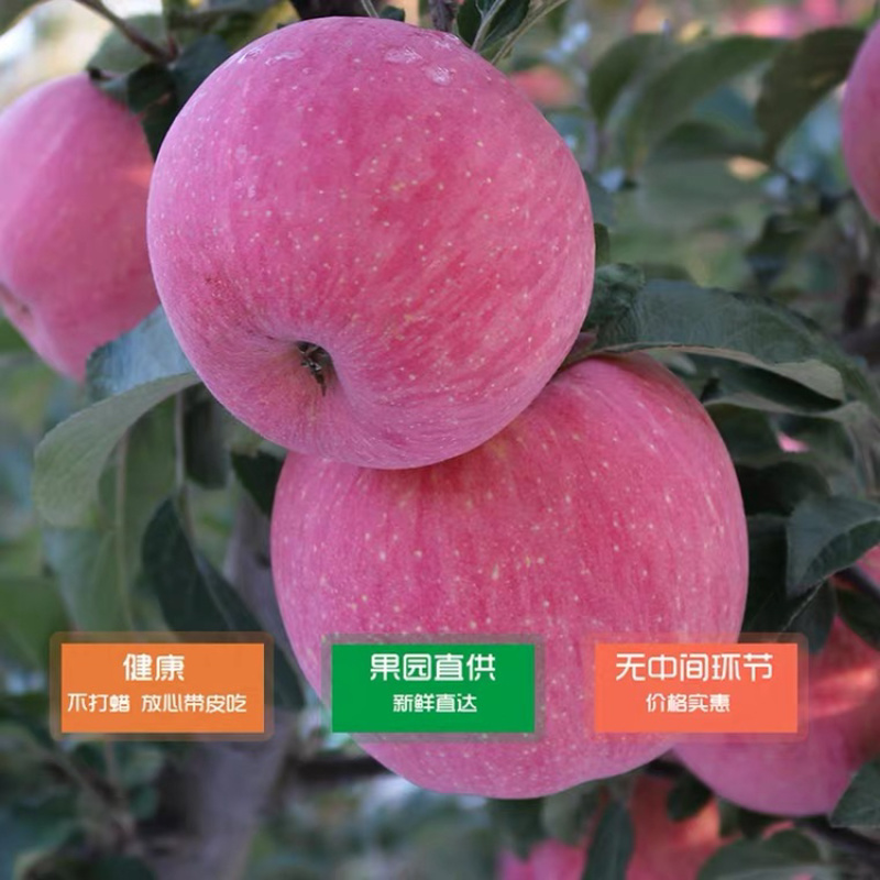 庆阳红富士苹果自家果园量大从优一手货源全国发货