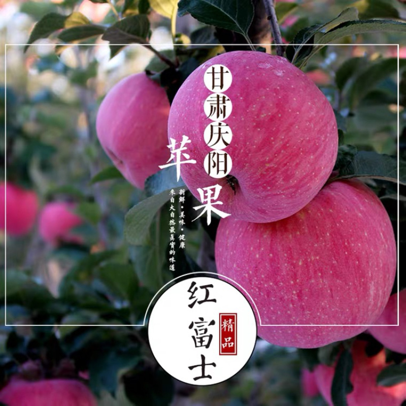 庆阳红富士苹果自家果园量大从优一手货源全国发货
