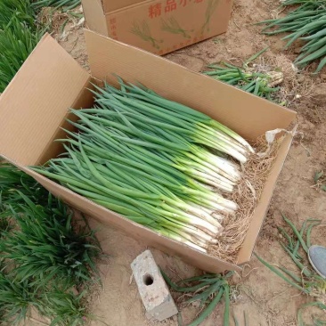 山东精品小葱火热预售中