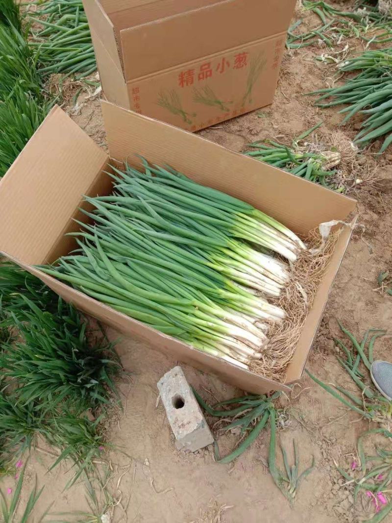 山东精品小葱火热预售中