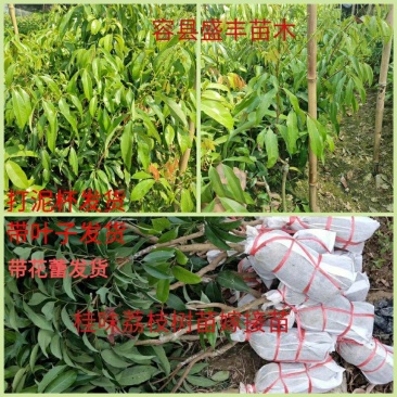 桂味荔枝树苗嫁接苗包正宗广西苗圃直销