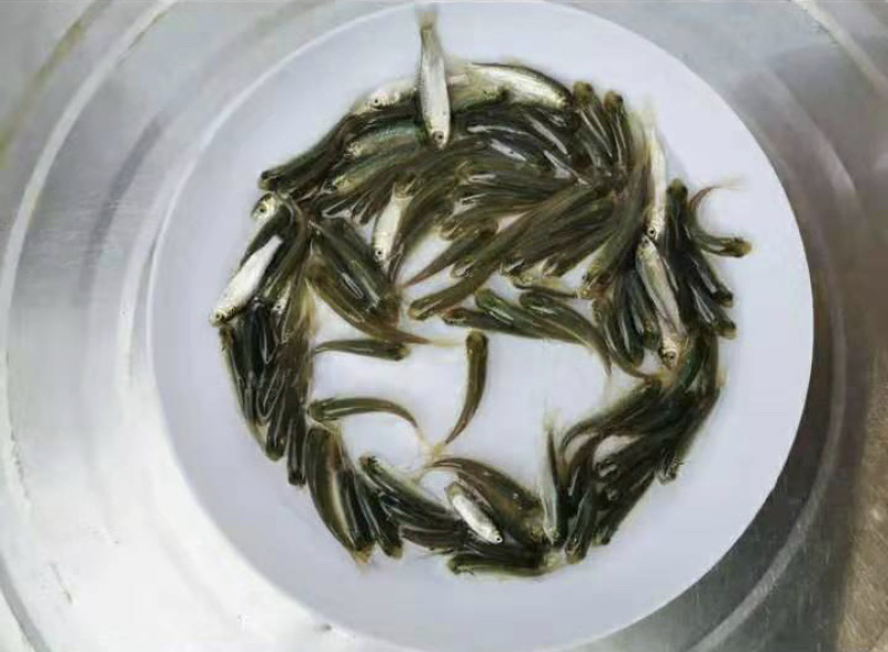 草鱼苗抗病毒长势快基地直销规格公分以上