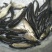 草鱼苗，大小规格匀称，无病无伤，饲料训化，涨势好