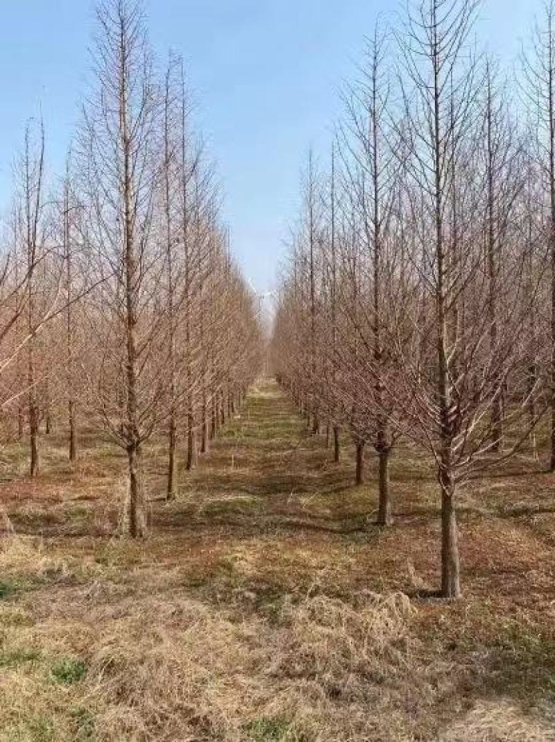 精品水杉种子5公分水杉10公分水杉12公分水杉8公分