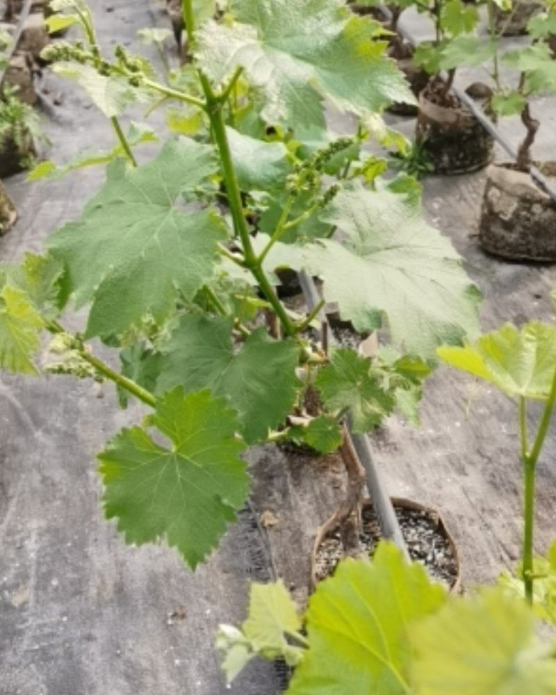 葡萄微型苹果盆景品种