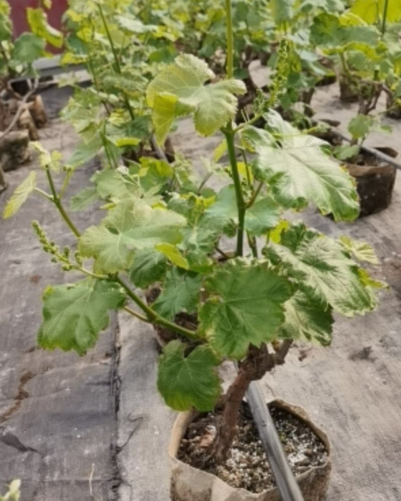 葡萄微型苹果盆景品种