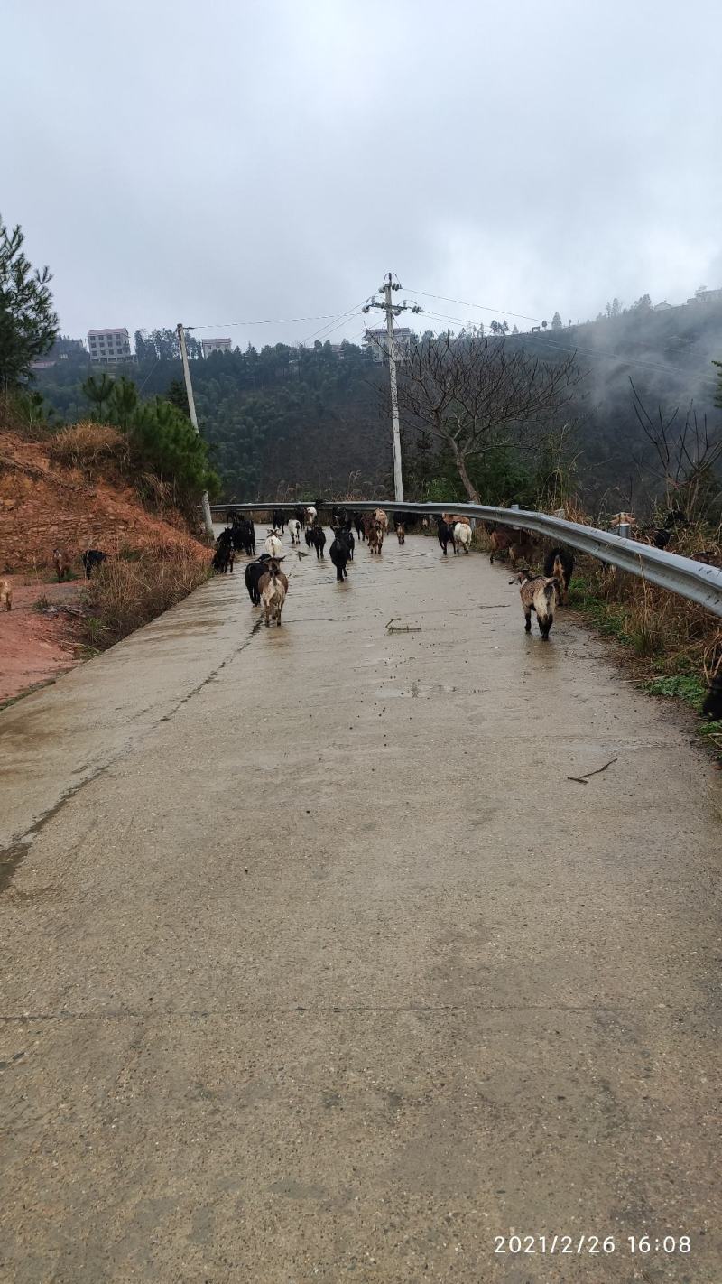 本地黑山羊群羊小羊种羊