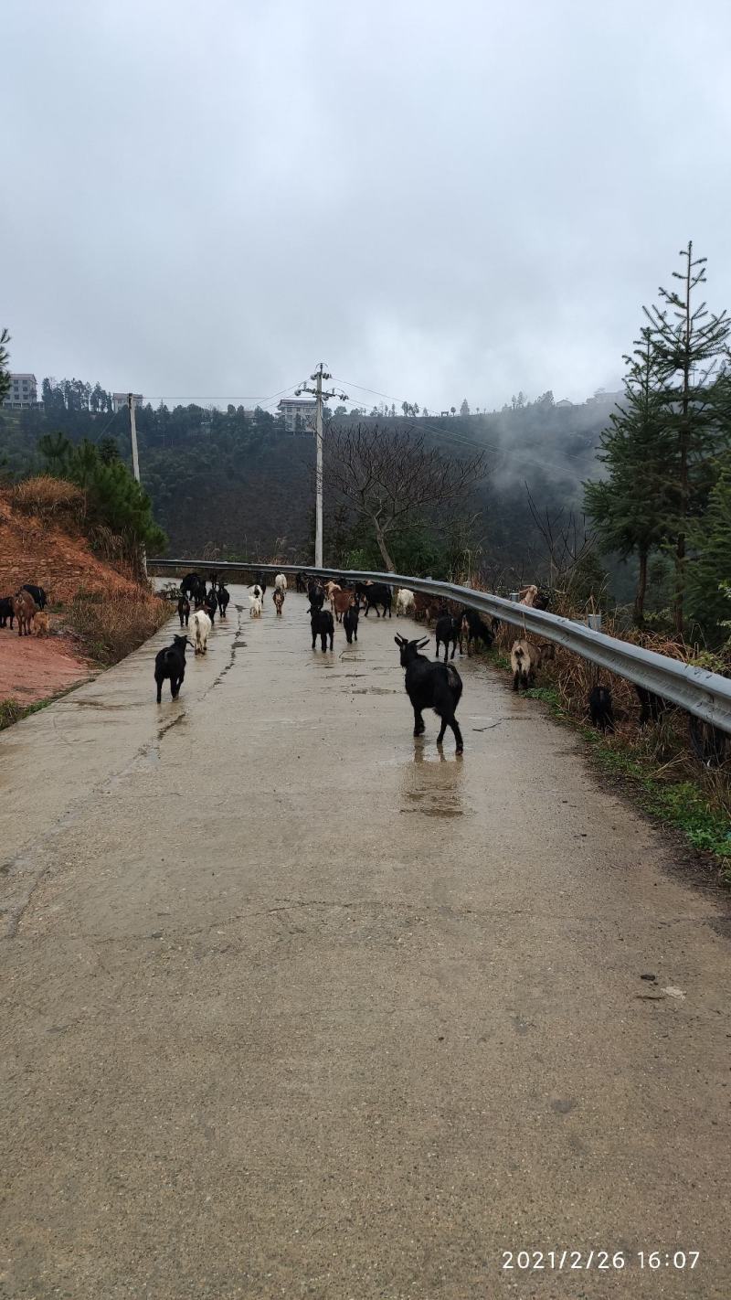 本地黑山羊群羊小羊种羊