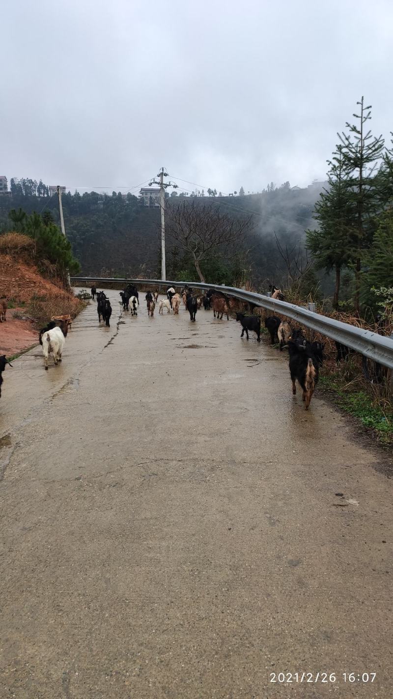 本地黑山羊群羊小羊种羊