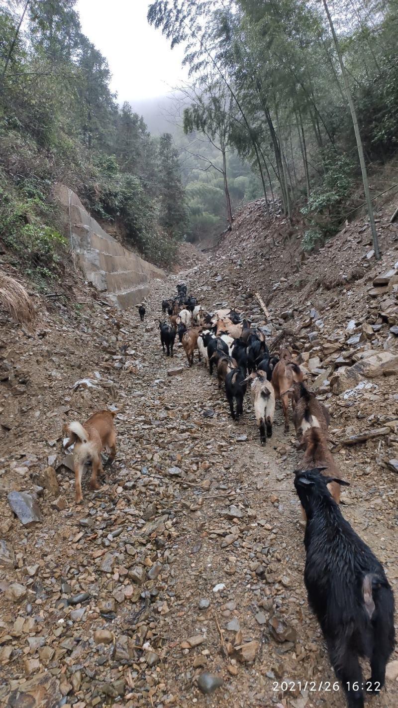 本地黑山羊群羊小羊种羊