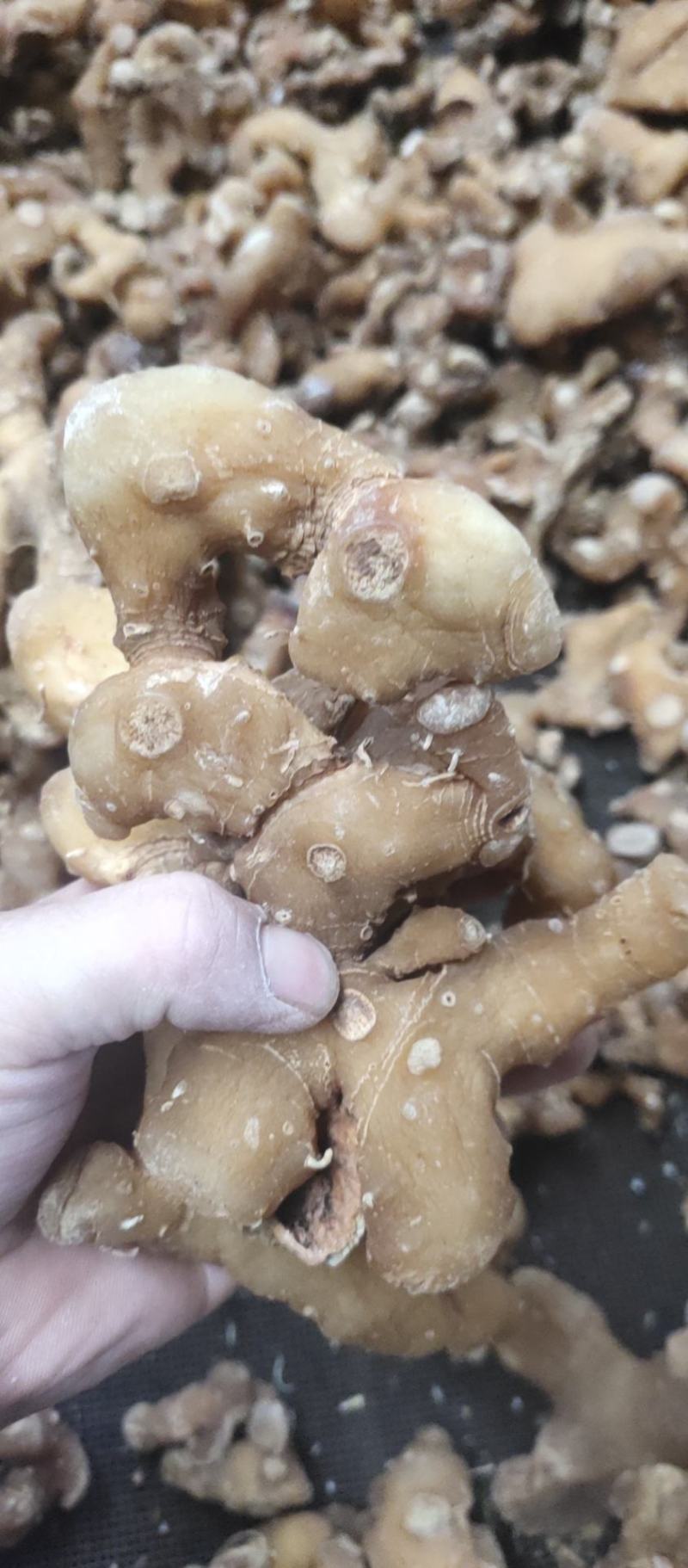 姜形多花甜黄精熟黄精个子各种规格，诚信经营