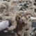 姜形多花甜黄精熟黄精个子各种规格，诚信经营