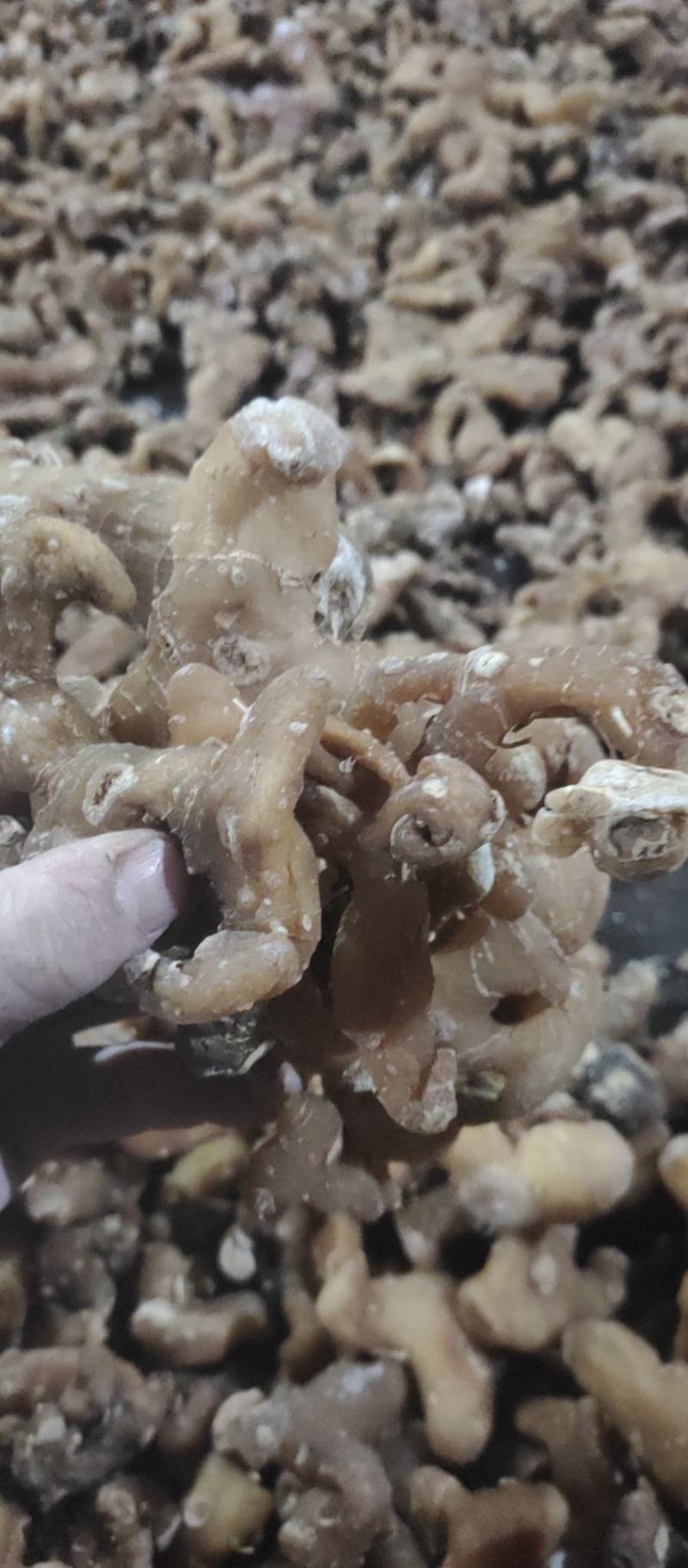 姜形多花甜黄精熟黄精个子各种规格，诚信经营