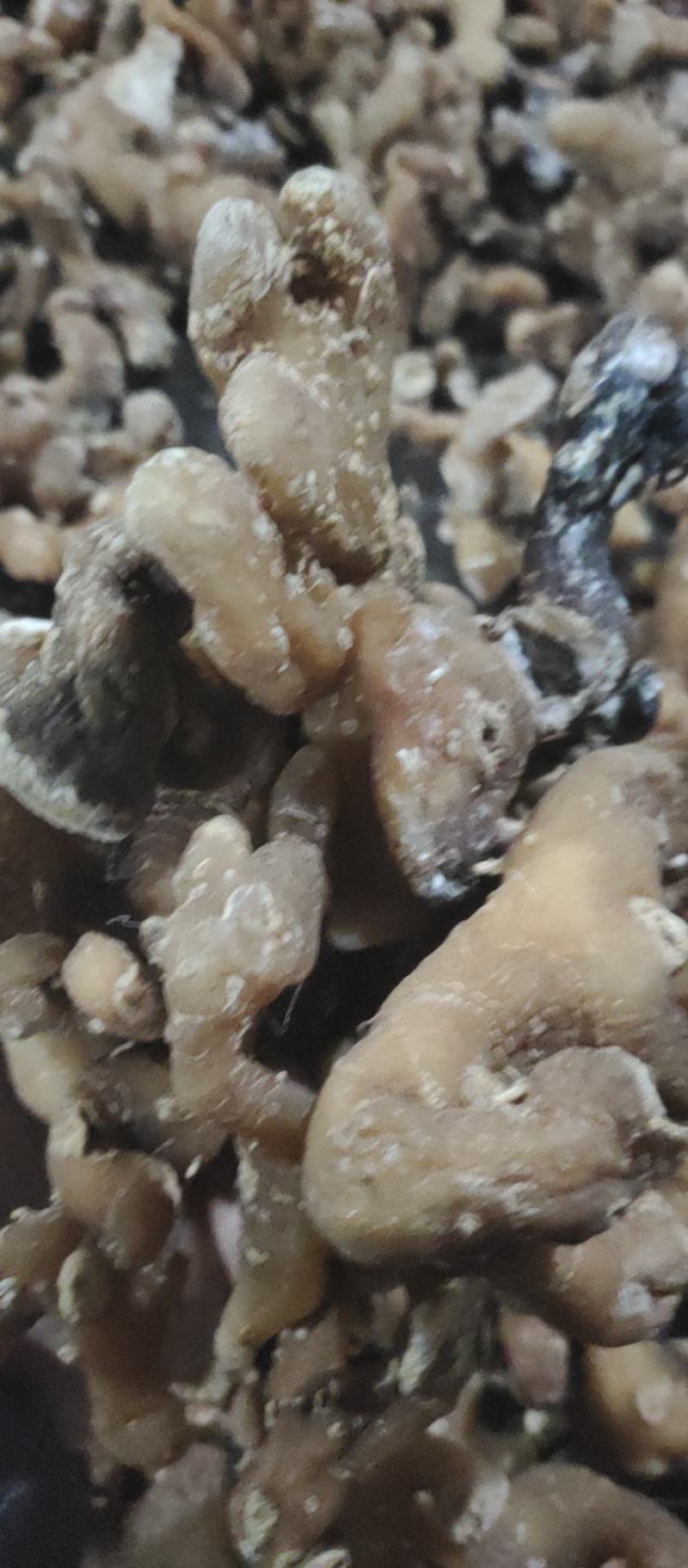 姜形多花甜黄精熟黄精个子各种规格，诚信经营