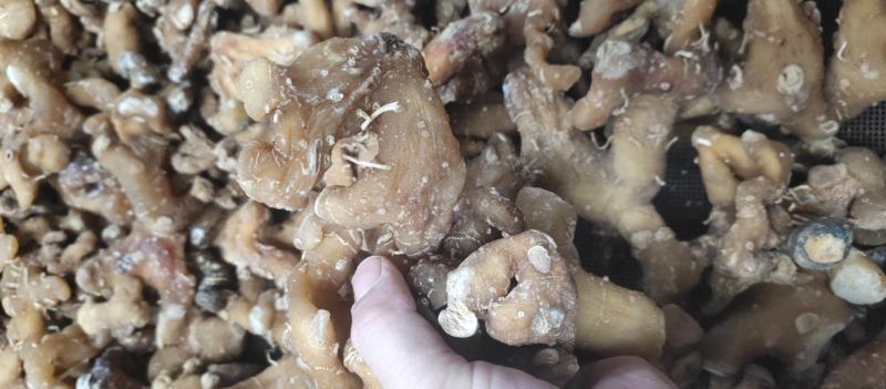 姜形多花甜黄精熟黄精个子各种规格，诚信经营