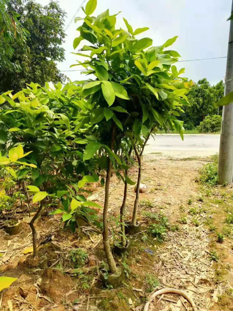 莲雾树苗黑金刚大叶红黑糖芭比嫁接苗大小规格都有