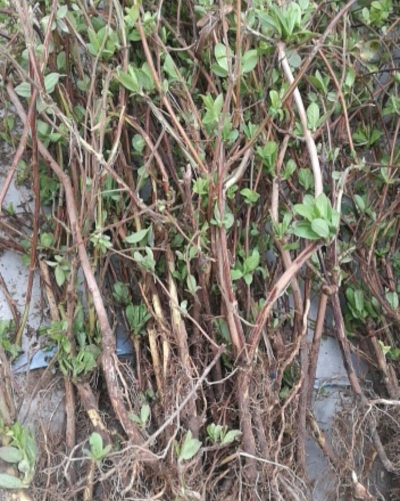 四季树形金银花苗，质优价廉，成活率高，终身免费技术指导。