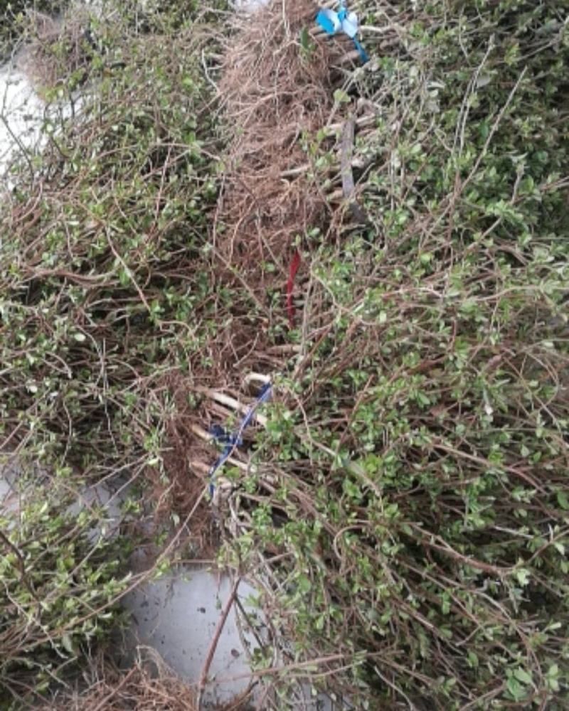四季树形金银花苗，质优价廉，成活率高，终身免费技术指导。