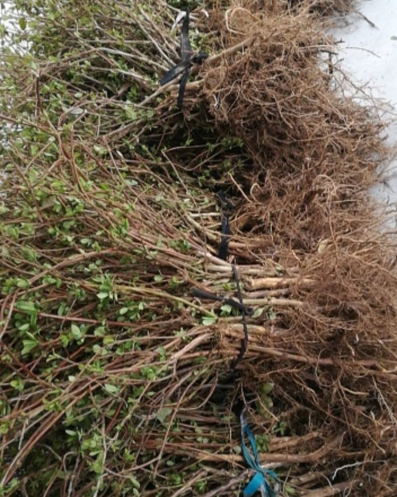 四季树形金银花苗，质优价廉，成活率高，终身免费技术指导。