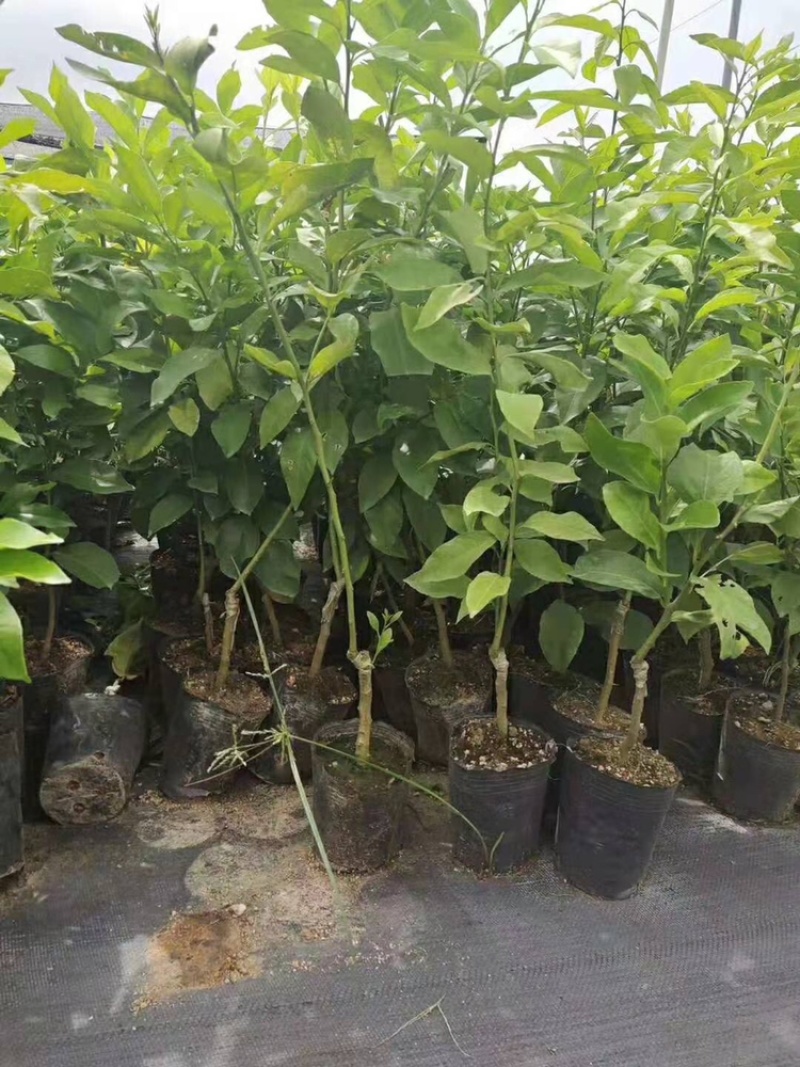 优力克黄柠檬果树苗无核青柠檬台湾四季香水柠檬嫁接苗